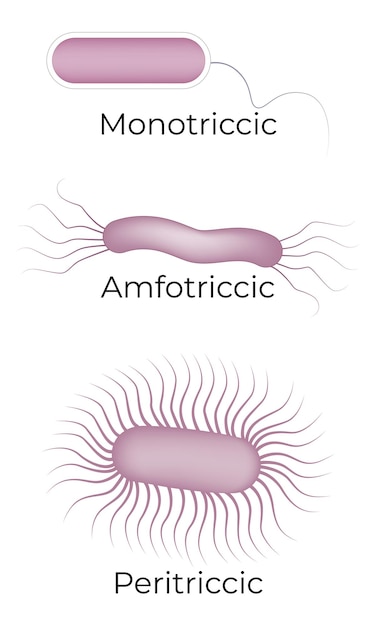 Vecteur illustration du vecteur monotric amfotric peritric