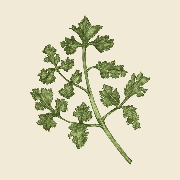 Illustration du vecteur de persil frais