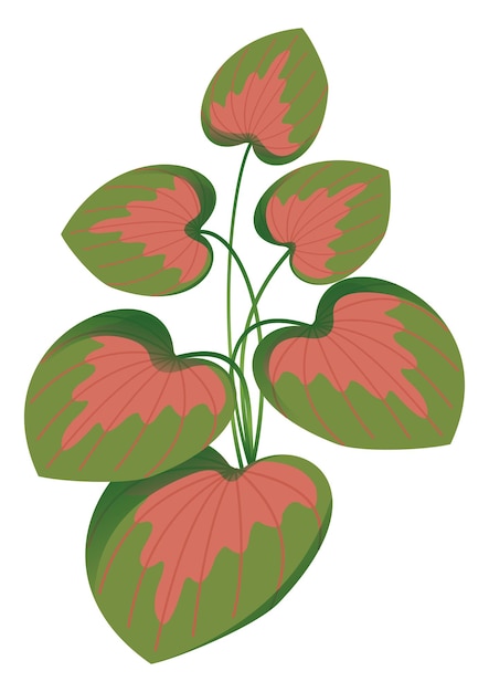 Vecteur illustration du vecteur végétal du caladium rose