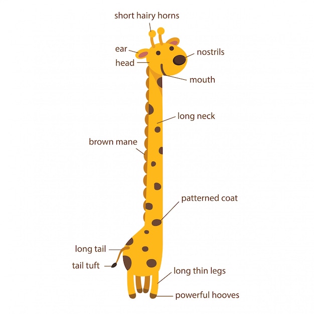 Illustration Du Vocabulaire Girafe Partie Du Corps