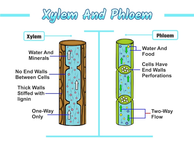 Vecteur illustration du xylème et du phloème