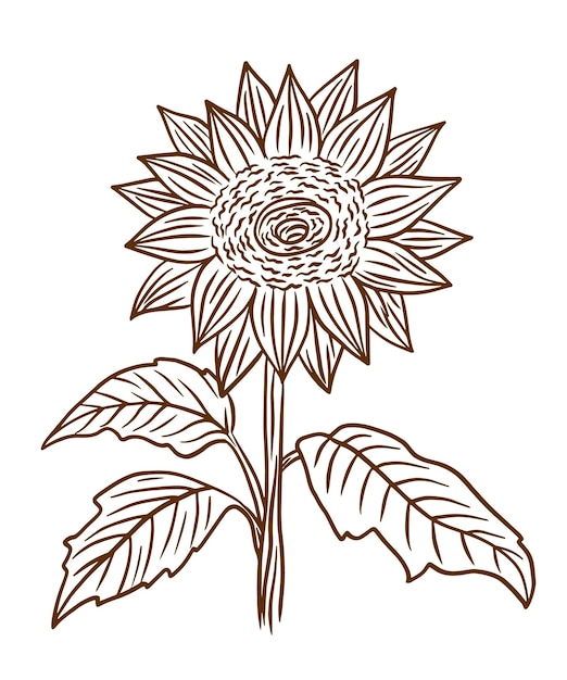 Illustration D'encre Dessinée à La Main De Style Vintage De Tournesol