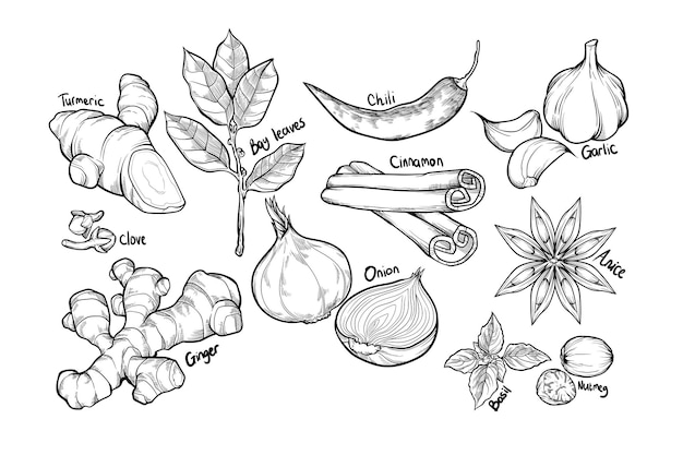 Vecteur illustration d'épices dessinées à la main