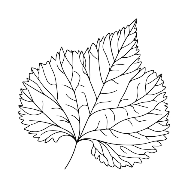 illustration esthétique décorative de feuilles florales