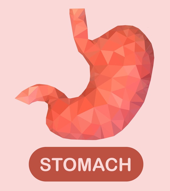 Vecteur une illustration de l’estomac humain