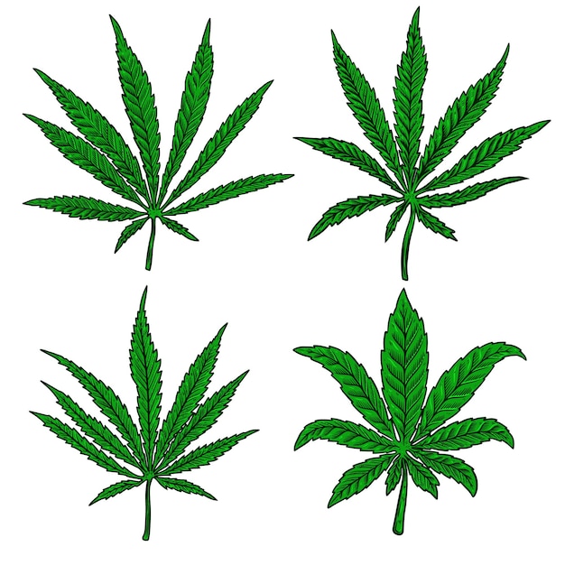 Illustration de feuille de cannabis isolé sur fond blanc. Élément de design pour affiche, bannière, t-shirt, emblème. Illustration vectorielle