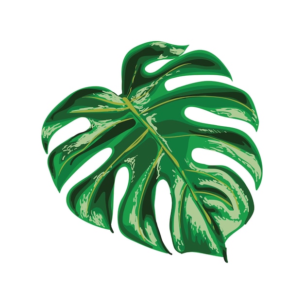 Illustration de feuille de monstera