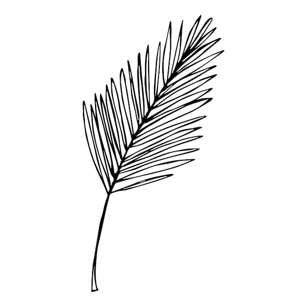 Illustration De Feuille Tropicale Simple Clipart Vectoriel Dessiné à La Main Doodle Botanique