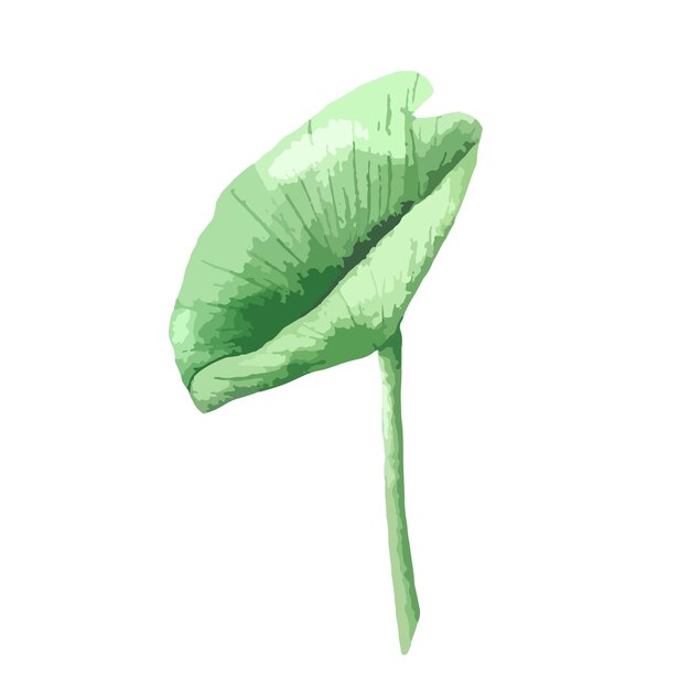 Illustration de feuille verte de fleur de lotus Feuille de nénuphar isolée