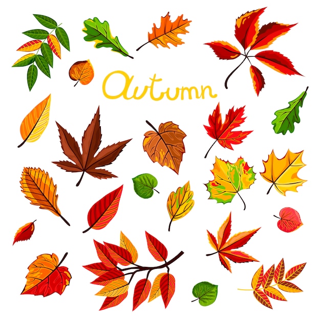 Illustration de feuilles d'automne
