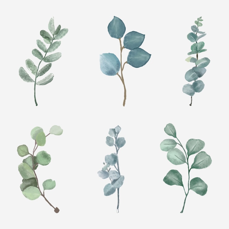 Vecteur illustration de feuilles d'eucalyptus peintes à la main à l'aquarelle