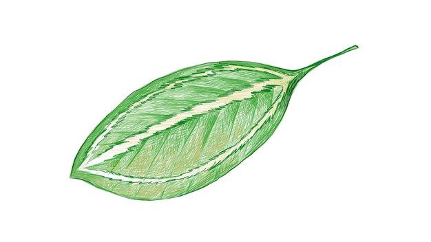 Illustration De Feuilles Fraîches De Catatheaium Bicolor Sur Blanc