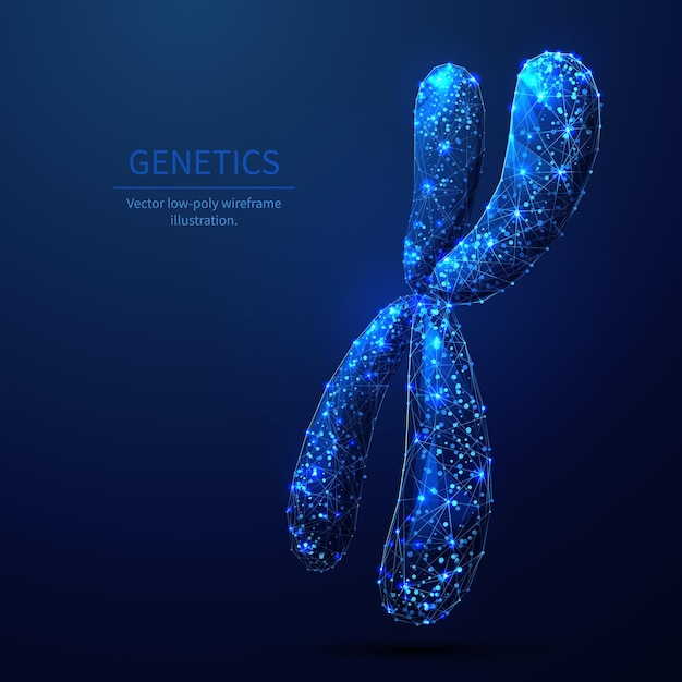 Vecteur illustration filaire xchromosome low poly