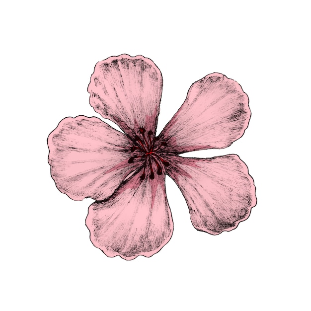 Illustration de la fleur de cerisier