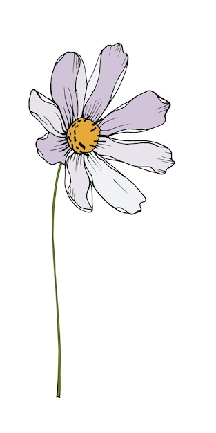 Vecteur illustration de fleur de cosmos blanc dessiné à la main