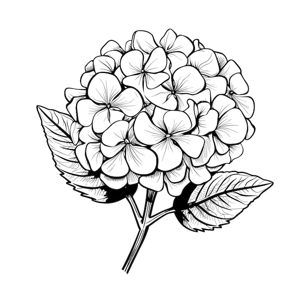 Vecteur illustration de fleur d'hortensia croquis dessiné à la main