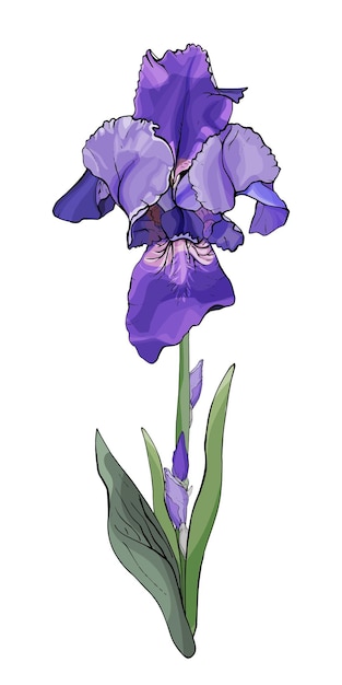 Illustration de fleur d'iris dessinés à la main
