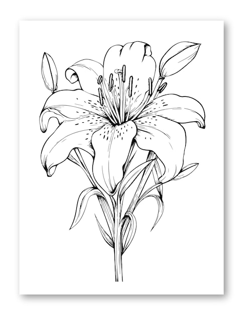 Vecteur illustration de fleur de lys pour coloriage