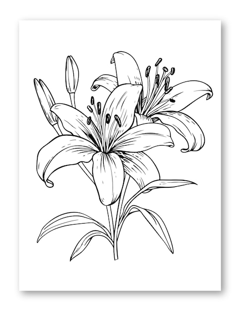 Vecteur illustration de fleur de lys pour coloriage