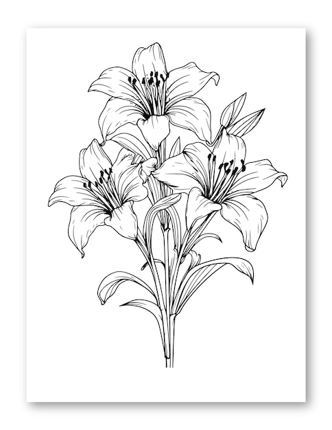 Vecteur illustration de fleur de lys pour coloriage