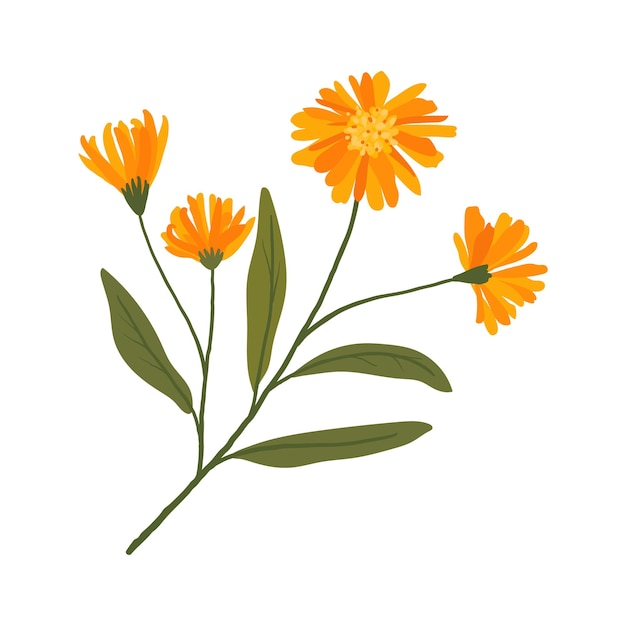 Vecteur illustration de fleur médicinale de calendula en fleurs plante mignonne