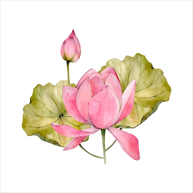 Illustration De Fleur De Nénuphar Rose Aquarelle Isolé Sur Blanc Clipart Floral De Lotus Aquarelle