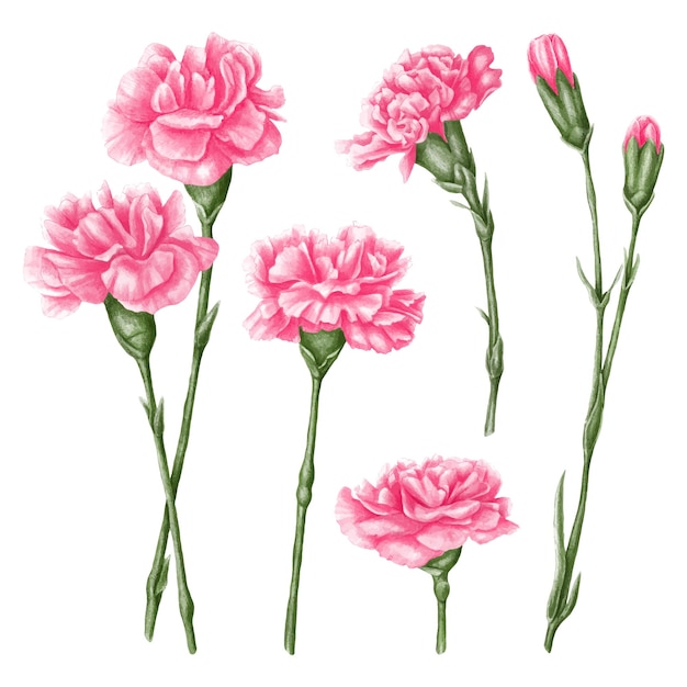 Illustration de fleur d'oeillet rose