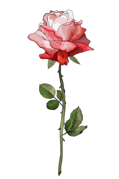 Vecteur illustration de fleur rose rouge