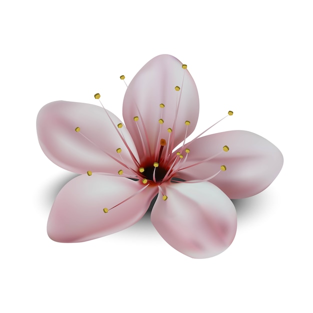 illustration de fleur de sakura japonais isolé sur fond blanc.
