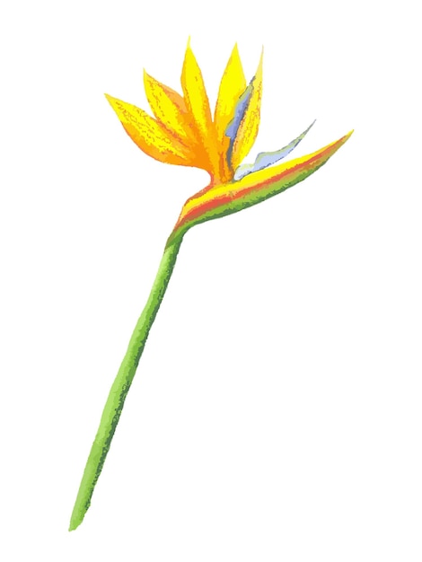 Illustration de fleur de strelitzia dessinée à la main