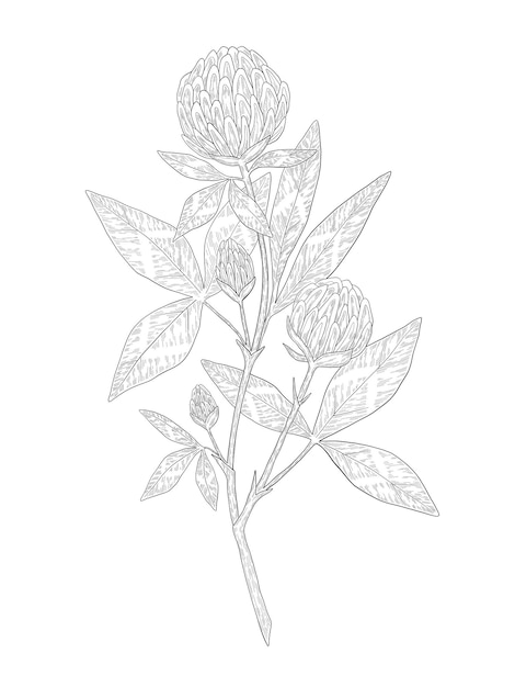 Illustration De Fleur De Trèfle Dessinée à La Main Illustration Botanique De Fleurs Sauvages De Prairie D'été