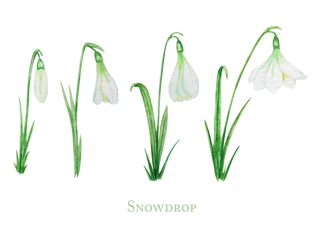 Illustration De Fleurs Blanches Perce-neige