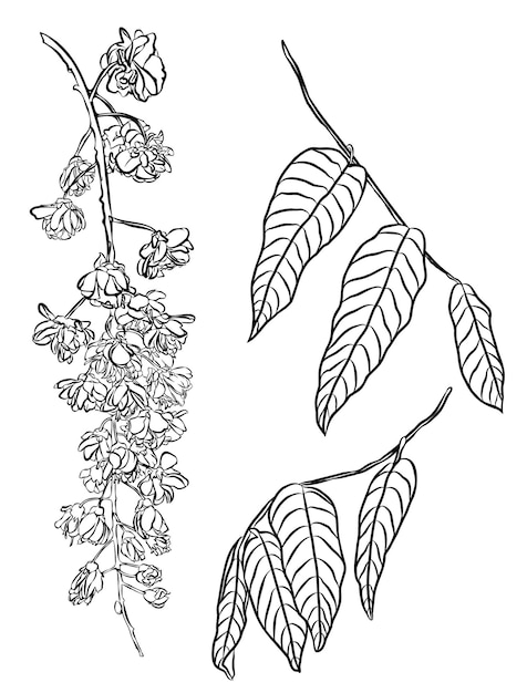Illustration de fleurs de glycine Éléments de conception d'illustration de printemps et d'été plante glycine Wisteria Plena