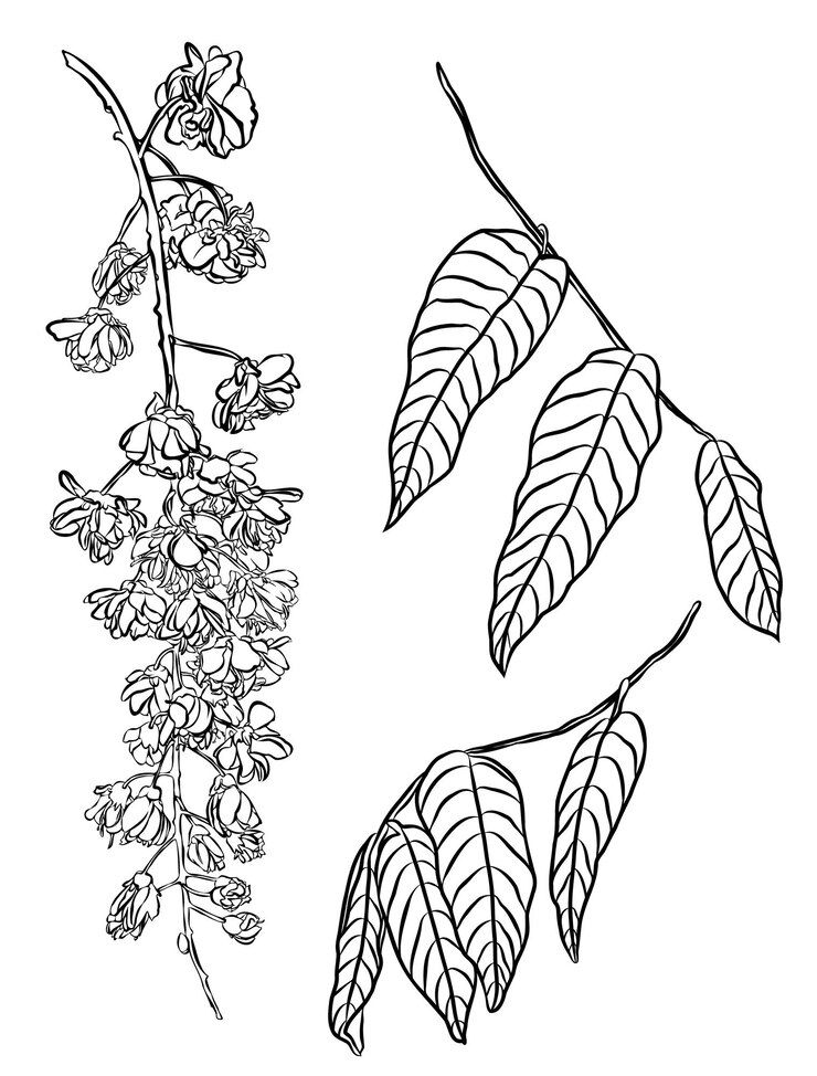 Illustration de fleurs de glycine Éléments de conception d'illustration de printemps et d'été plante glycine Wisteria Plena