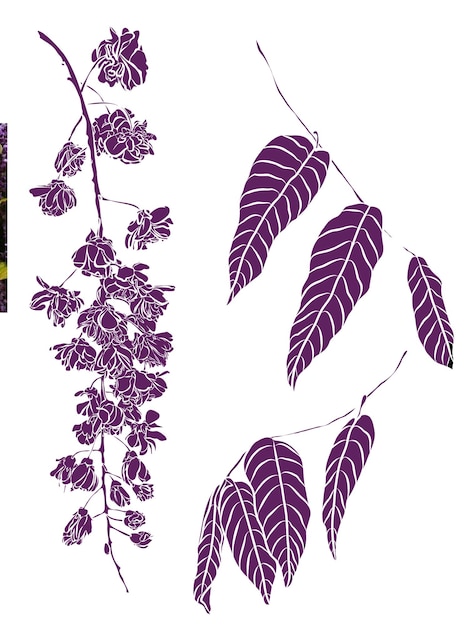 Illustration de fleurs de glycine Éléments de conception d'illustration de printemps et d'été plante glycine Wisteria Plena