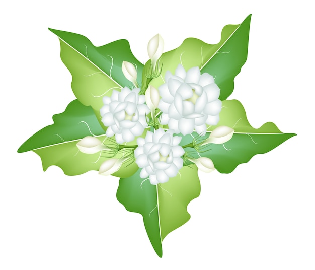 Une Illustration De Fleurs De Jasmin Sur Fond Blanc