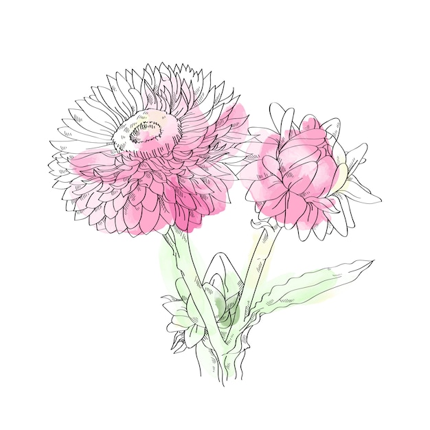 Illustration De Fleurs De Paille Rose Sur Fond Blanc