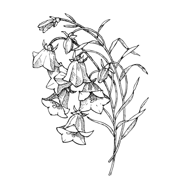 Vecteur illustration florale, fleurs vectorielles, ensemble de jacinthes dessinées à la main