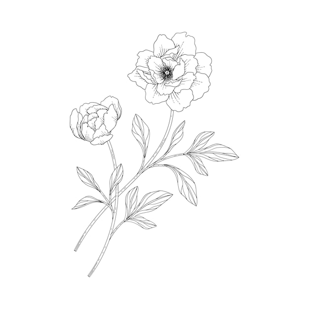 Illustration Florale De Pivoine Dessinée à La Main Avec Dessin Au Trait Sur Fond Blanc.