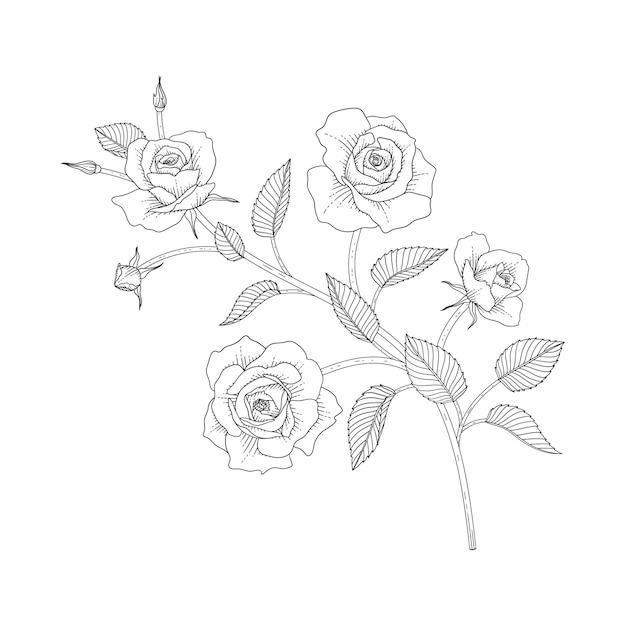 Vecteur illustration florale rose dessinée à la main avec dessin au trait sur fond blanc. concevoir un décor pour le logo, la carte, enregistrer la date, les voeux, les cartes d'invitation de mariage, l'affiche, la bannière.