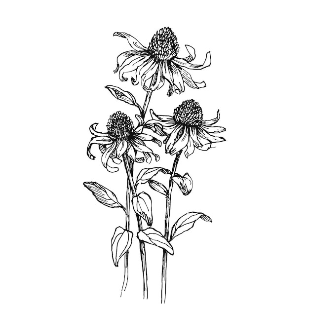Illustration Florale Vectorielle, Fleurs D'échinacée Dessinées à La Main