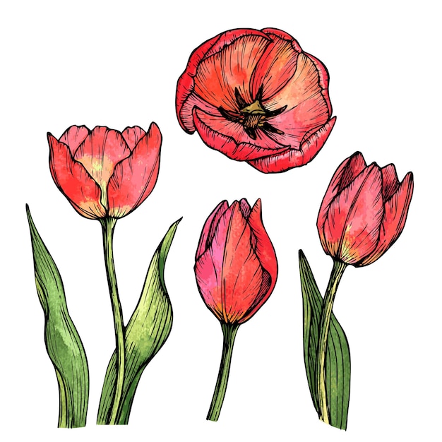 Vecteur illustration florale vectorielle, tulipes dessinées à la main dans un style de croquis.