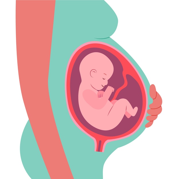 Vecteur illustration de fœtus dessiné à la main
