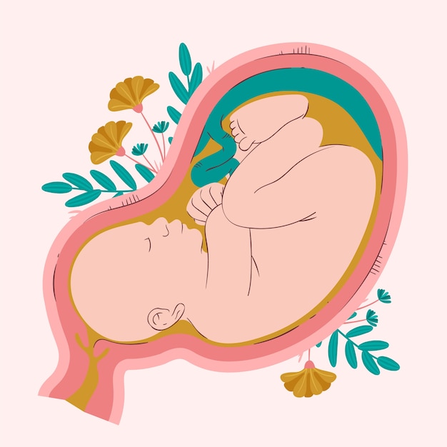 Illustration de fœtus dessiné à la main