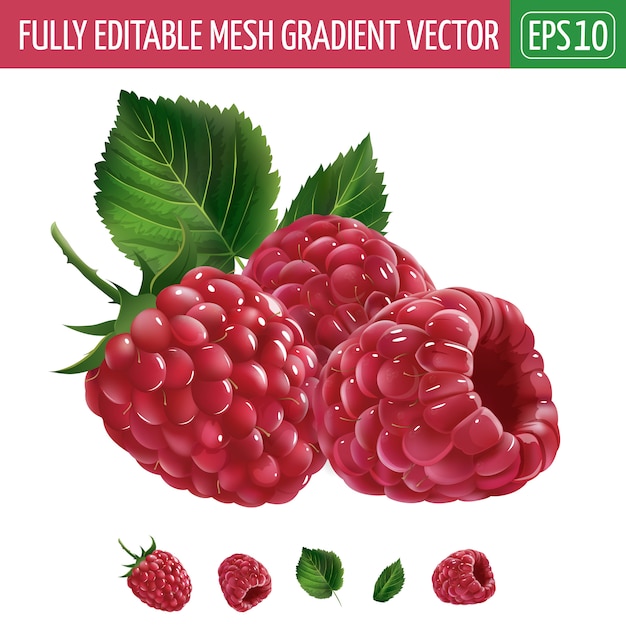 Vecteur illustration de framboises sur blanc