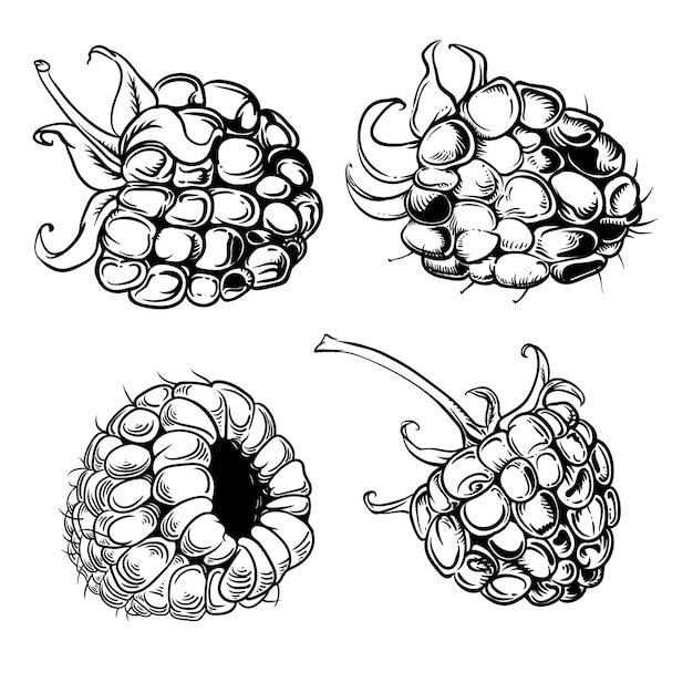 illustration de framboises dessinées à la main illustration dessinée à la main, dessin, gravure, encre, dessin au trait, vect