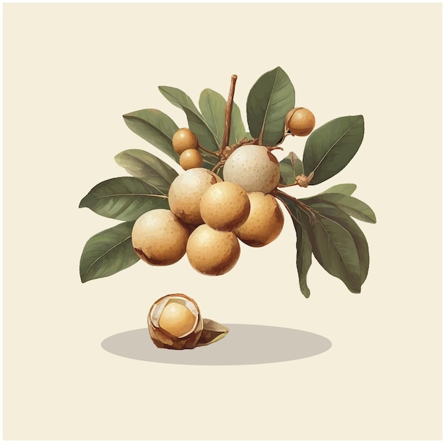 Vecteur l'illustration d'un fruit longan 2