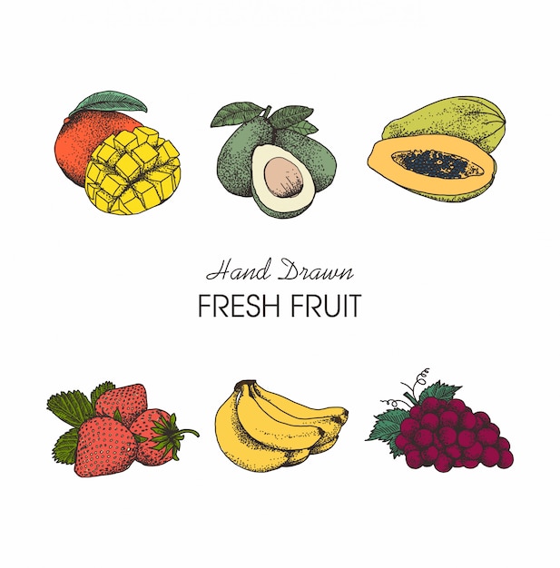 illustration fruits collection dessinée à la main