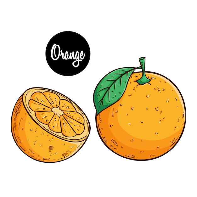 Illustration De Fruits Orange Avec Style De Croquis Coloré