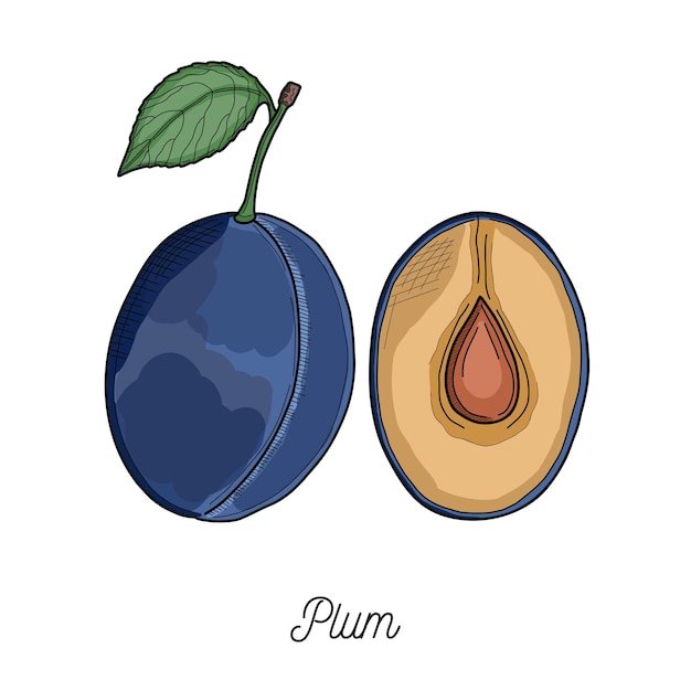 Illustration de fruits prune dessinés à la main